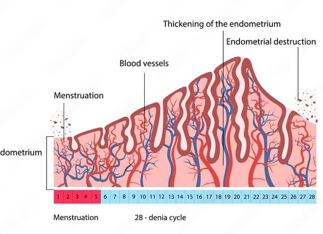 Endometrial Thickness in Phases of Menstrual Cycle
