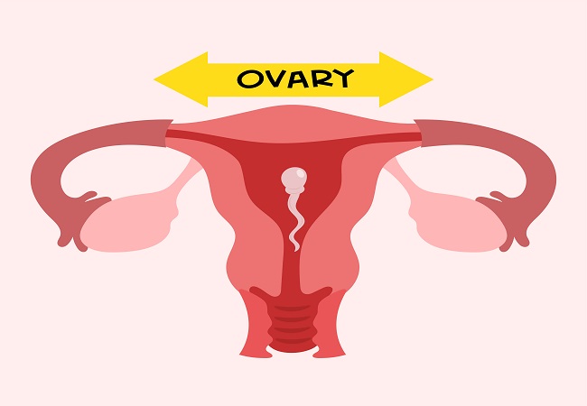 Normal Ovary Size