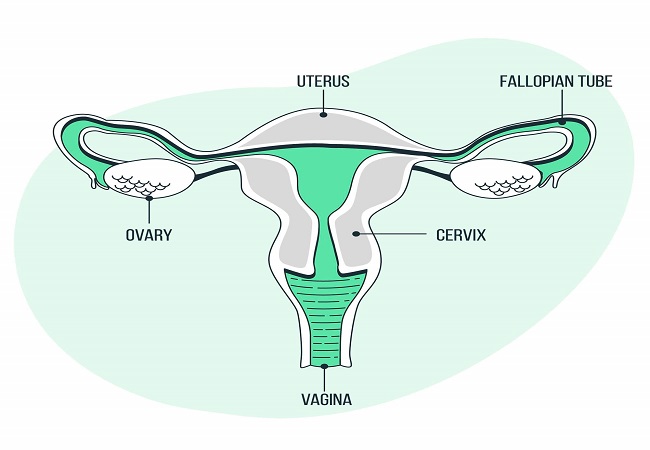 Ovary