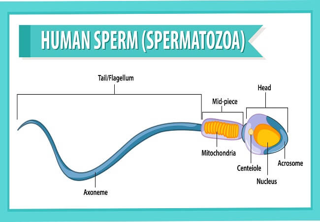 Sperm