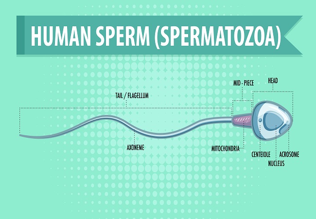 Human sperm