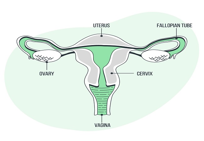 Uterus kya hai | Uterus in Hindi