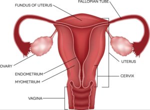 Normal ovary size