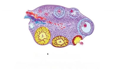 What is Antral Follicle Count (AFC)?