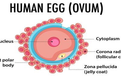 Bad Egg Quality: Symptoms, Causes, Diagnosis & Treatment
