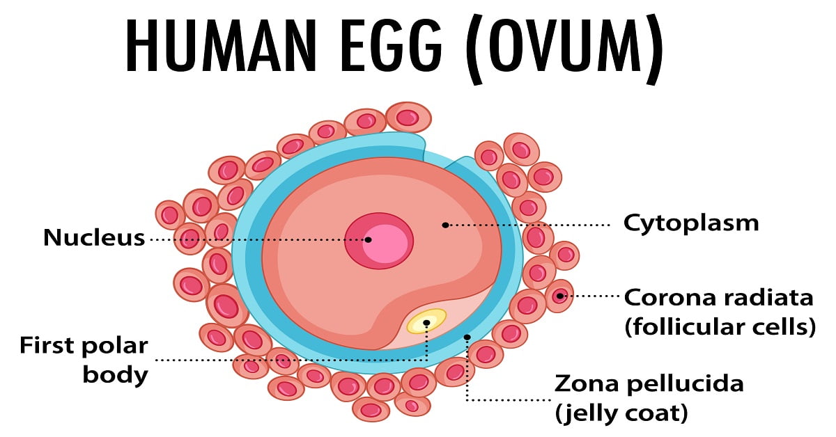 Important Physical Signs That You Are Fertile - CRAFT