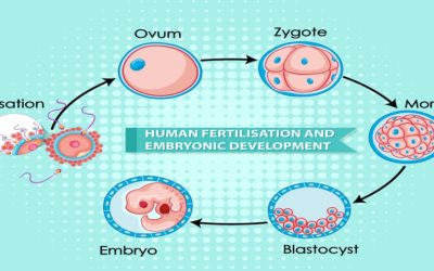 Blastocyst Culture in IVF: Procedure, Succes rate & Risk