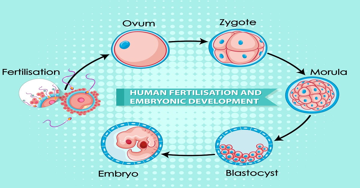 Blastocyst Culture in IVF