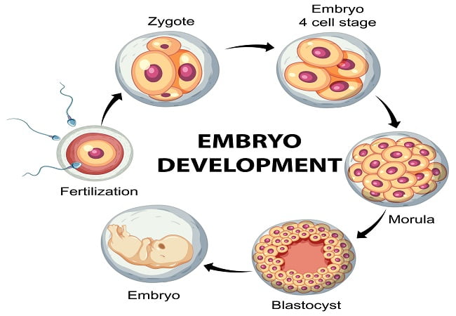 Blastocyst in IVF