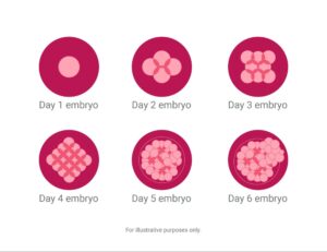 Step by step embroy development
