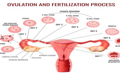 Ovulation Induction: Procedure, Medications & Risks