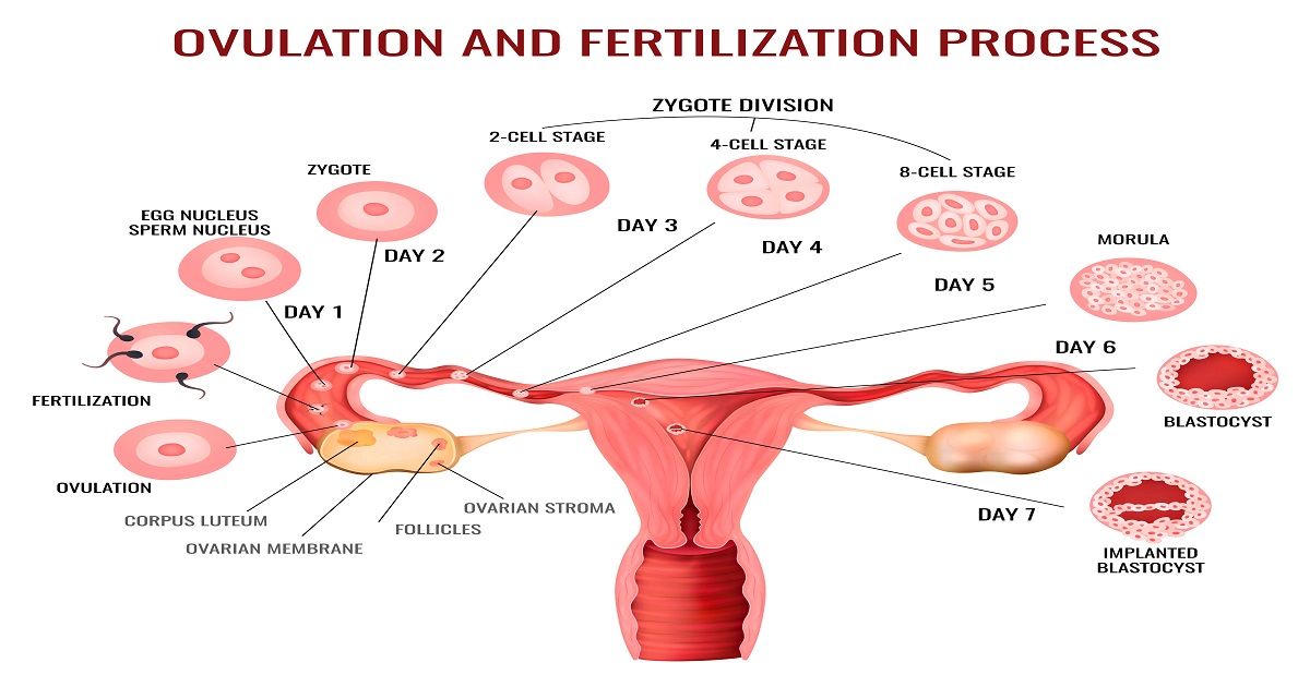 Ovulation Induction Procedure, Medications & Risks
