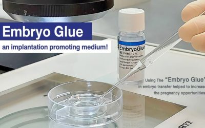 What is Embryo Glue & it’s Role in IVF?