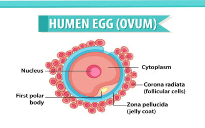How to Improve Egg Quality for IVF Pregnancy?