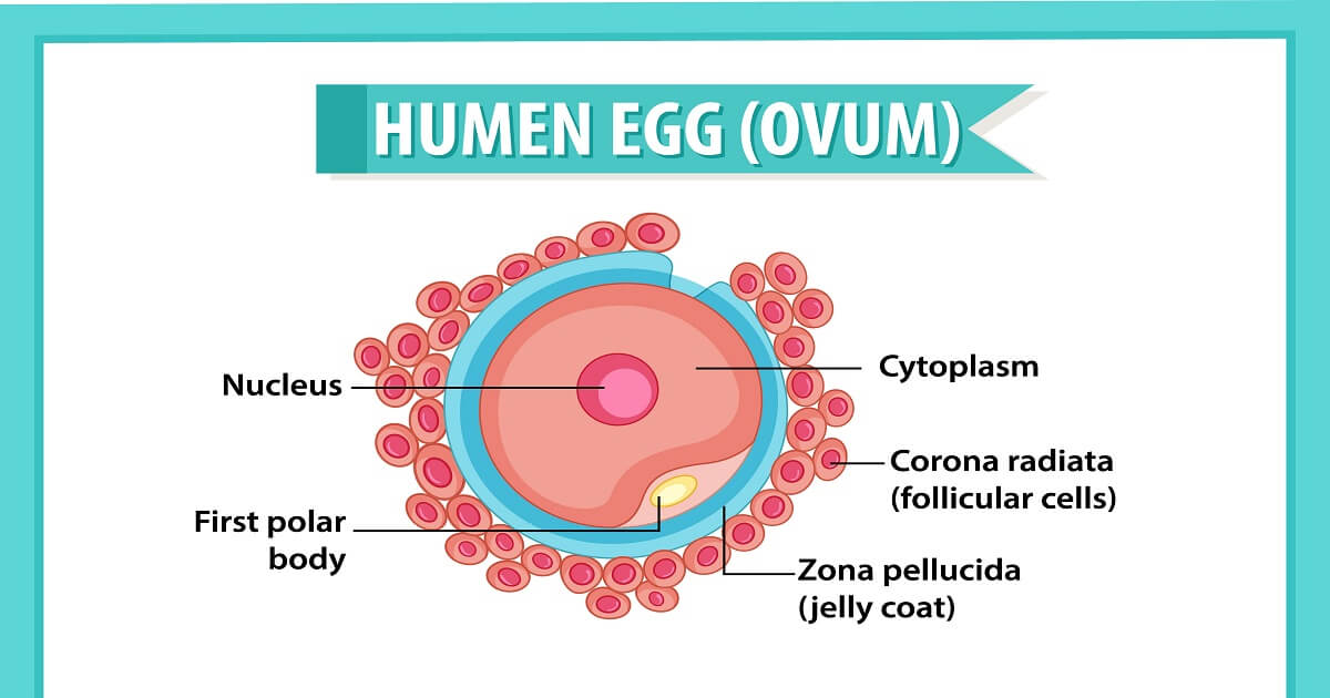 Ovum/Egg